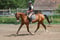 Horse ad