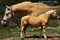 Annuncio cavallo
