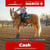 Horse ad
