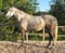 Annonce cheval