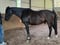 Pferdeinserat