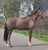 Annuncio cavallo