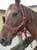 Anuncio de caballos