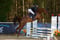 Horse ad