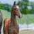 Horse ad