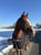 Horse ad