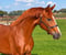 Anuncio de caballos