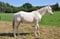 Horse ad