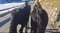 Horse ad