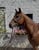 Horse ad