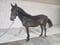 Horse ad