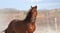 Annuncio cavallo