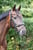 Horse ad