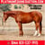 Anuncio de caballos