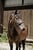 Annonce cheval