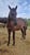 Annuncio cavallo