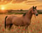 Annonce cheval