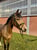 Horse ad