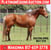 Annuncio cavallo