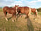 Horse ad