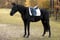 Horse ad