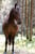 Annonce cheval
