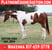 Horse ad