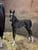 Annuncio cavallo