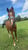 Horse ad