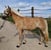 Horse ad