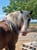 Annuncio cavallo