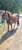 Horse ad