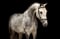 Annuncio cavallo
