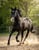 Horse ad