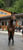 Pferdeinserat