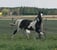 Horse ad