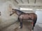 Annuncio cavallo
