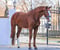 Horse ad
