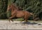 Horse ad