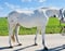 Horse ad