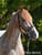 Annonce cheval