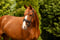 Annuncio cavallo