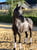 Annuncio cavallo