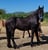 Horse ad