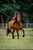 Horse ad
