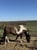 Annonce cheval