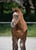 Annuncio cavallo