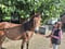 Horse ad