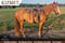 Horse ad