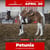 Horse ad